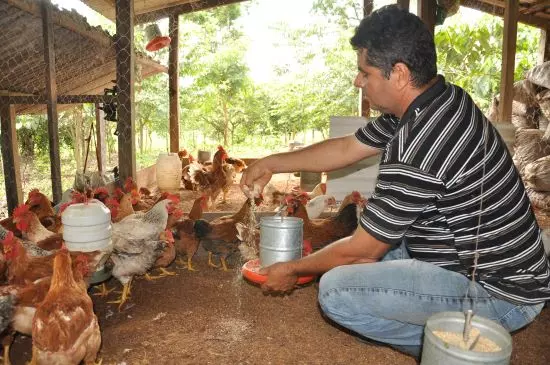 DIA DO AVICULTOR  ][ Brasil celebra avicultores como pilar da segurança alimentar global